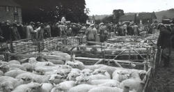 Findon, West Sussex, sheep fair in 1939
