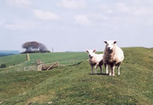 Sheep on The Ridgeway